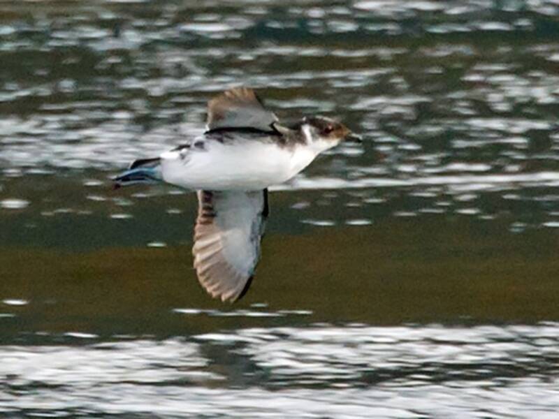 Uccello delle tempeste tuffatore di Magellano, Foto 2