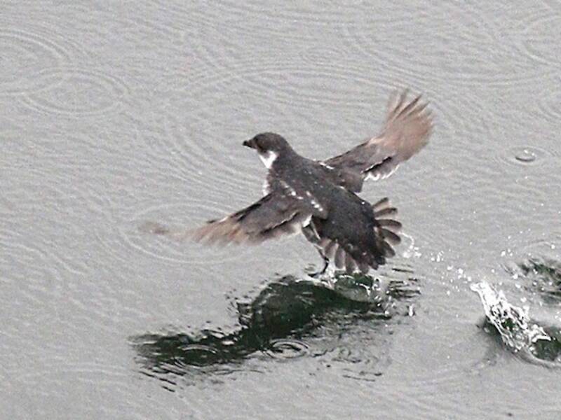 Uccello delle tempeste tuffatore di Magellano, Foto 4