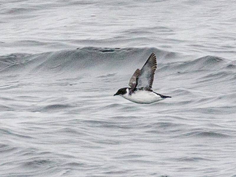 Uccello delle tempeste tuffatore di Magellano, Foto 3