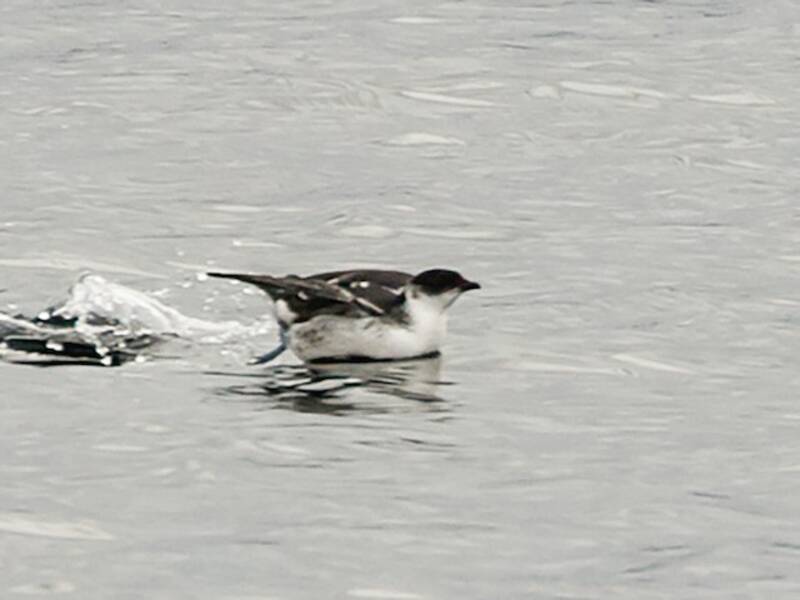 Magellanic Diving-Petrel (Pelecanoides magellani)