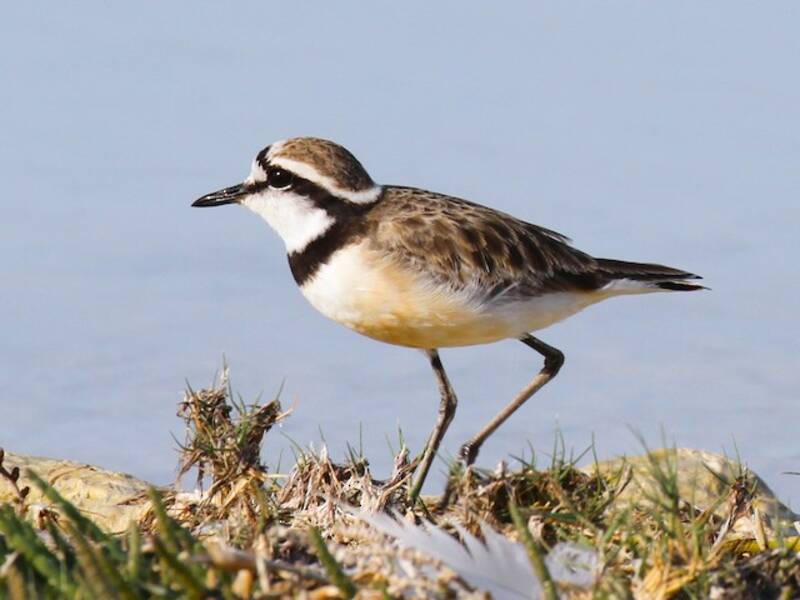 Madagascar Plover (Anarhynchus thoracicus)