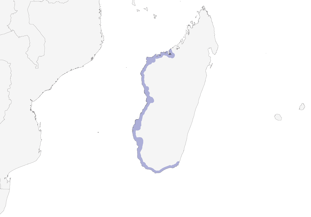 Corriere del Madagascar, Distribuzione 1