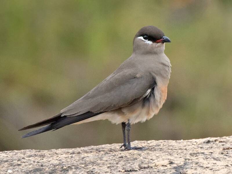 Madagascar Pratincole, Photos 4