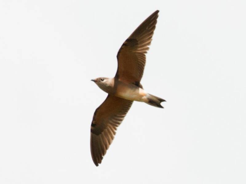 Madagascar Pratincole, Photos 3