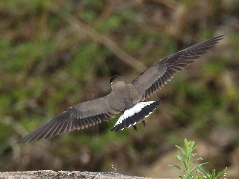 Madagascar Pratincole, Photos 2
