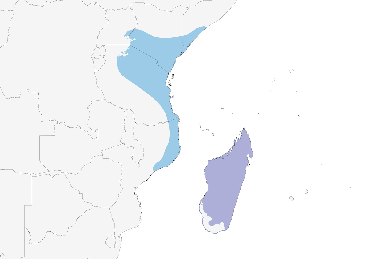 Madagascar Pratincole, Distribution 1