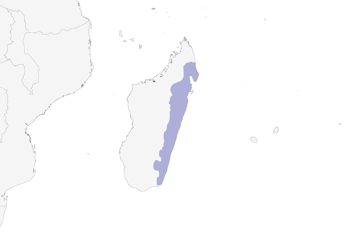 Rallo del Madagascar, Distribuzione 1
