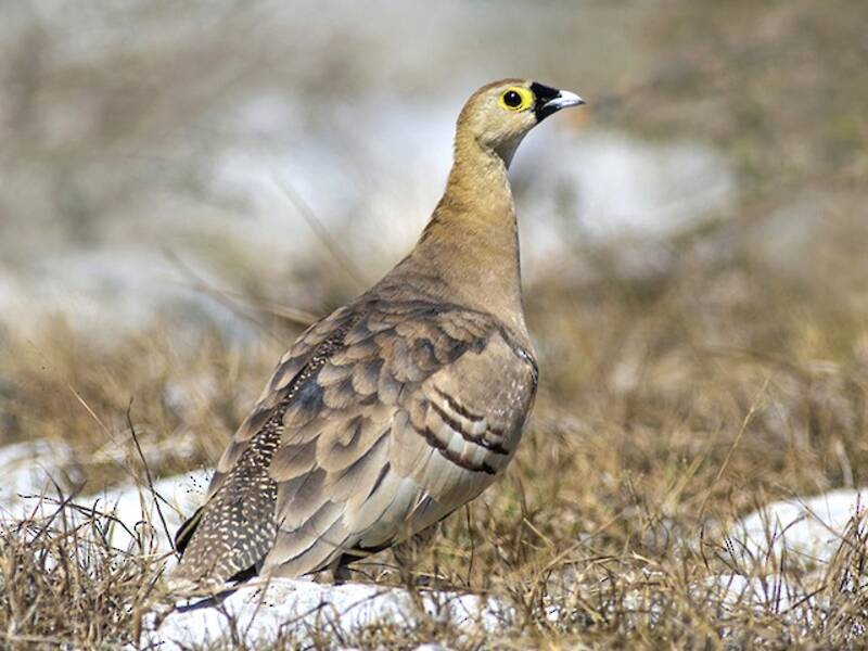 Madagascar Sandgrouse, Photos 4