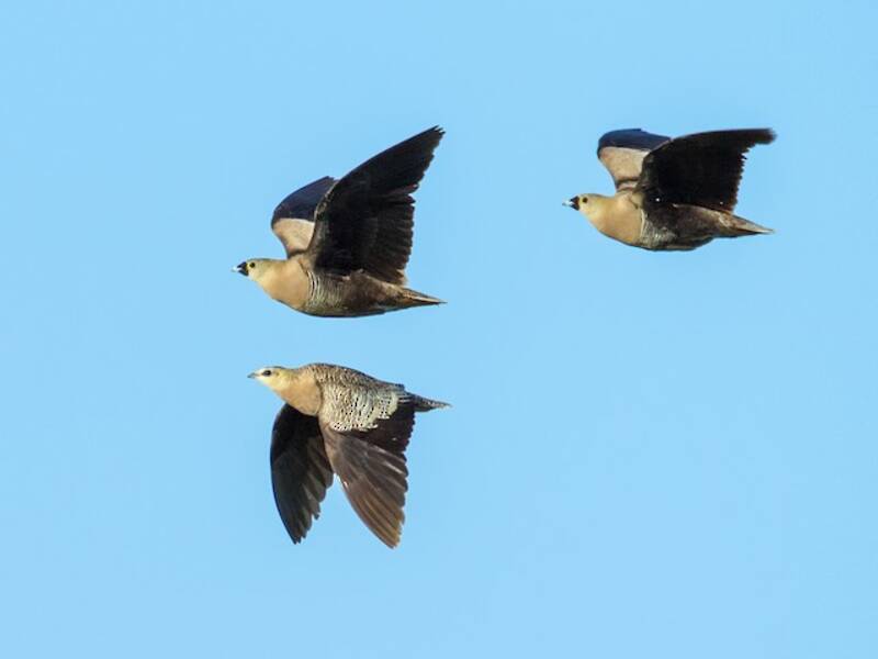 Madagascar Sandgrouse, Photos 2