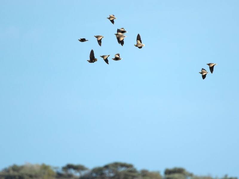 Madagascar Sandgrouse, Photos 3