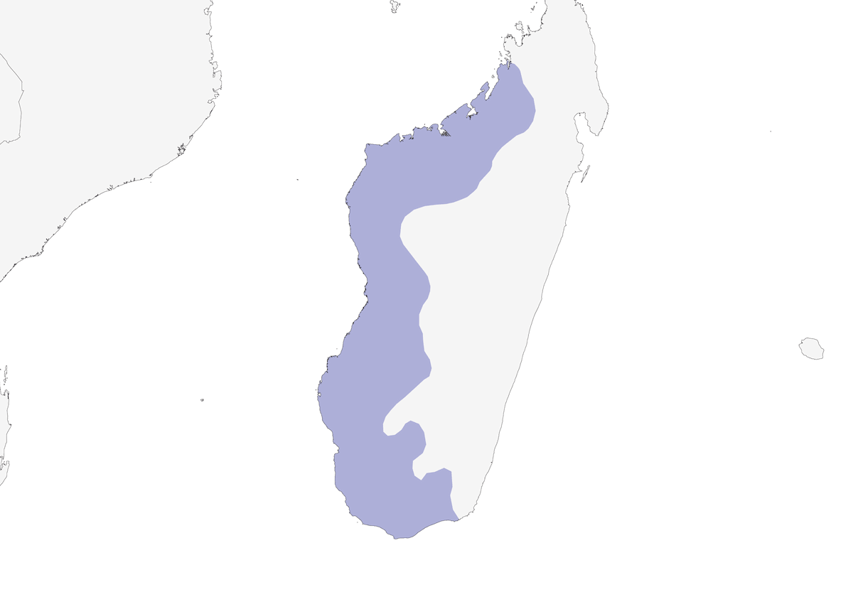 Madagascar Sandgrouse, Distribution 1