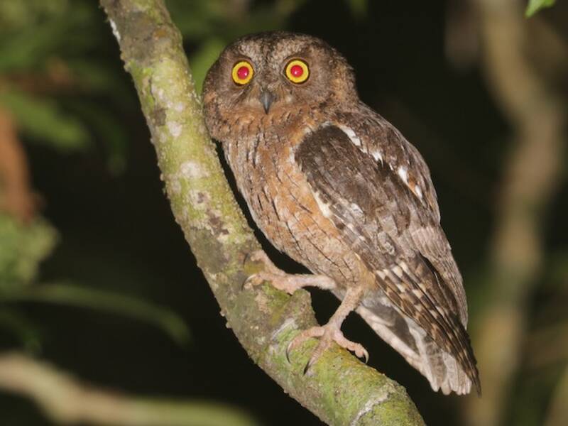 Madagaskar-Zwergohreule, Fotos 2