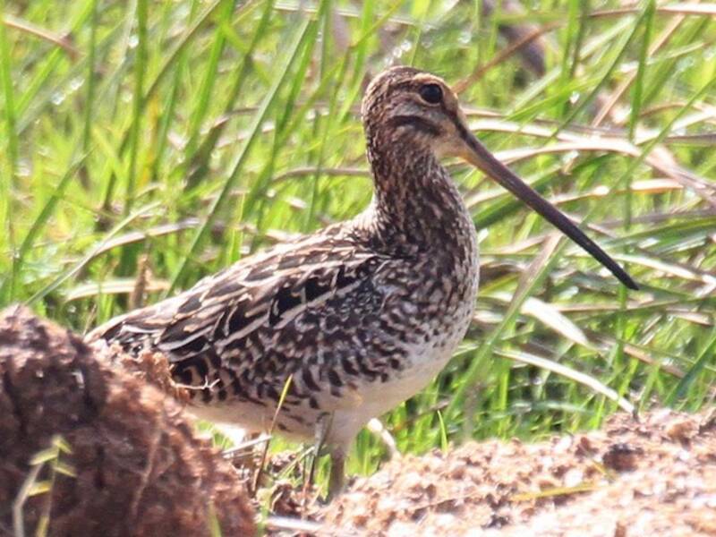 Madagascar Snipe, Photos 3