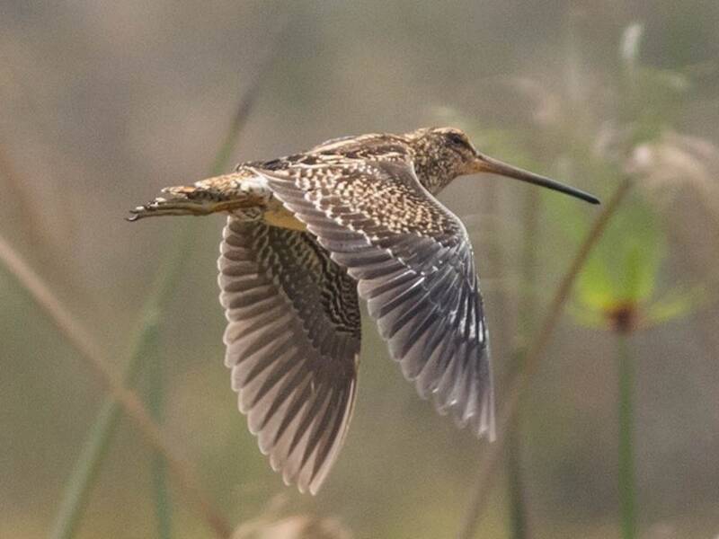 Madagascar Snipe, Photos 4