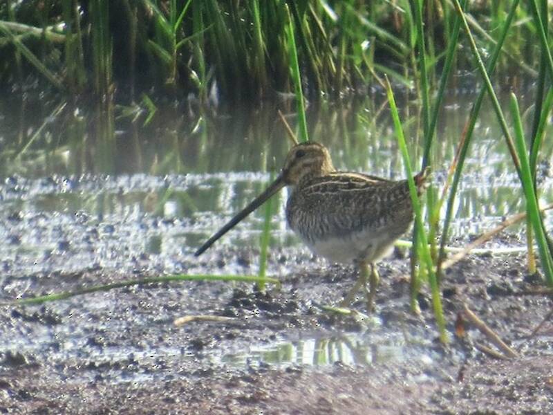 Madagascar Snipe, Photos 2