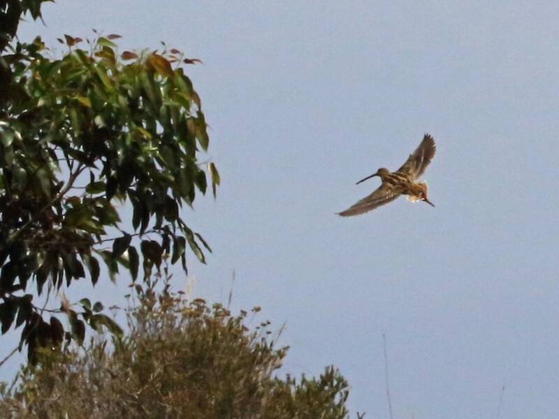 Madagascar Snipe