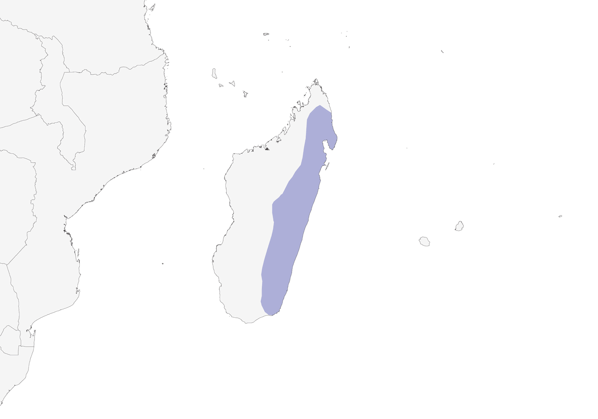 Madagascar Snipe, Distribution 1