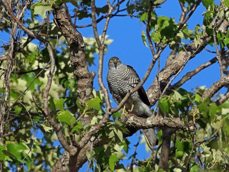 Gavilán de Madagascar, Fotos 3