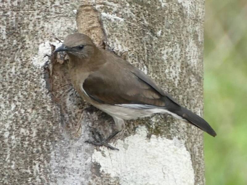 Madagaskarstar, Fotos 2