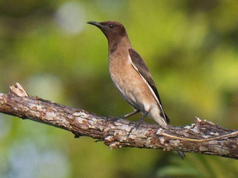 Madagaskarstar