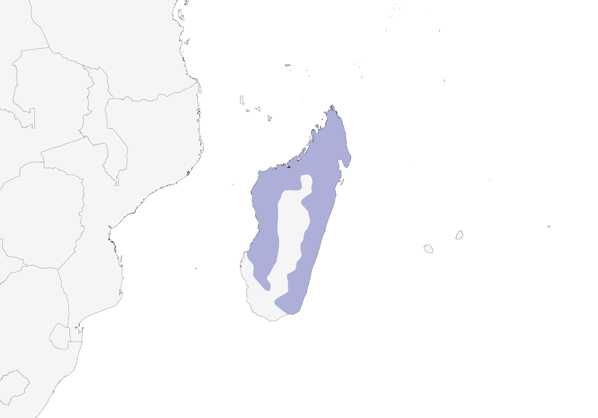 Madagaskarstar, Verbreitung 1