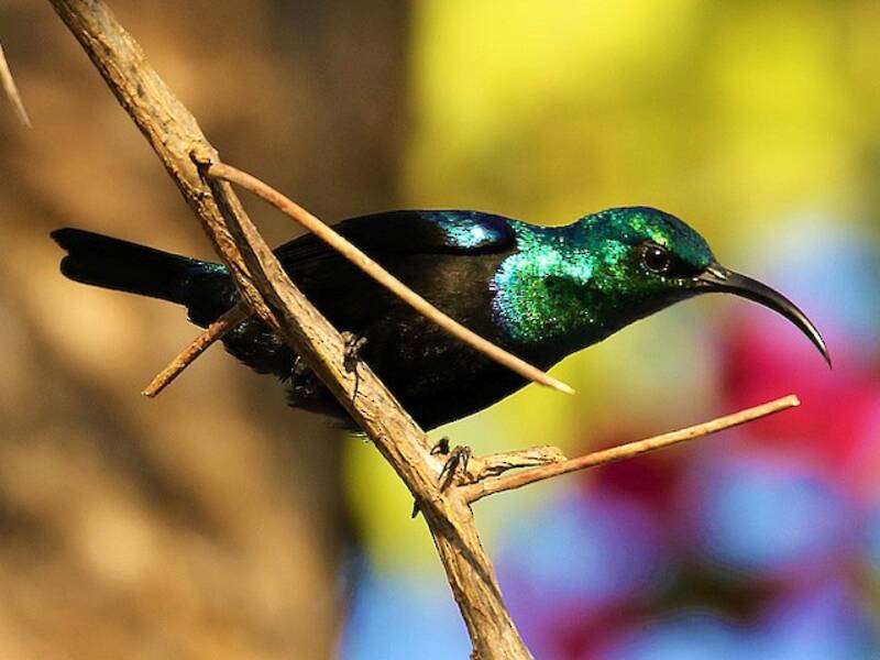 Madagaskar-Nektarvogel