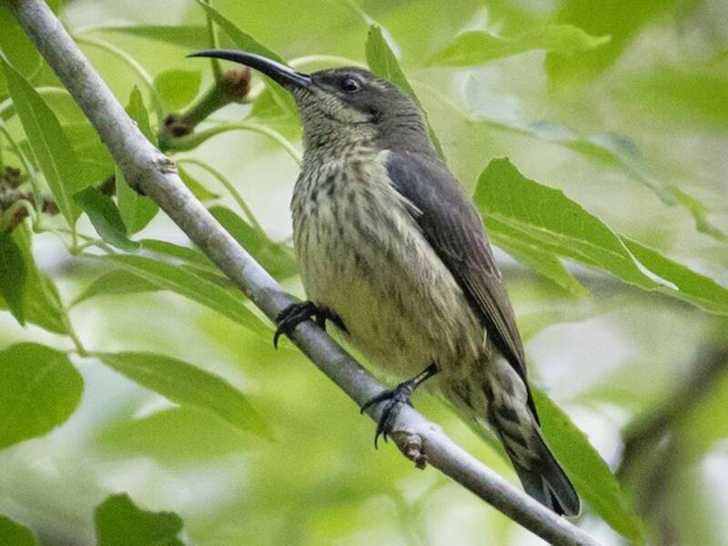 Madagaskar-Nektarvogel, Fotos 2