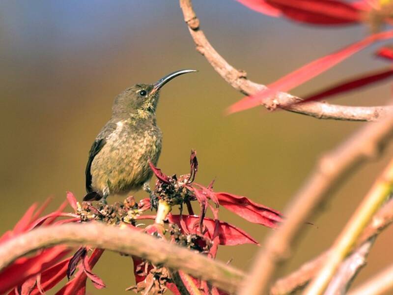 Madagaskar-Nektarvogel, Fotos 4