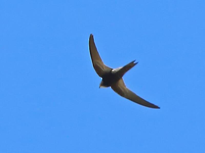 Malagasy Swift