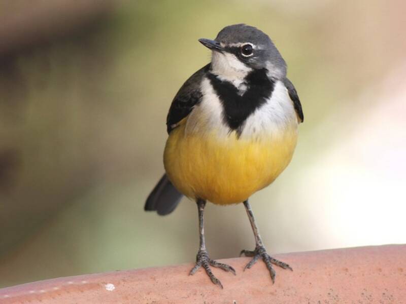 Ballerina del Madagascar, Foto 3
