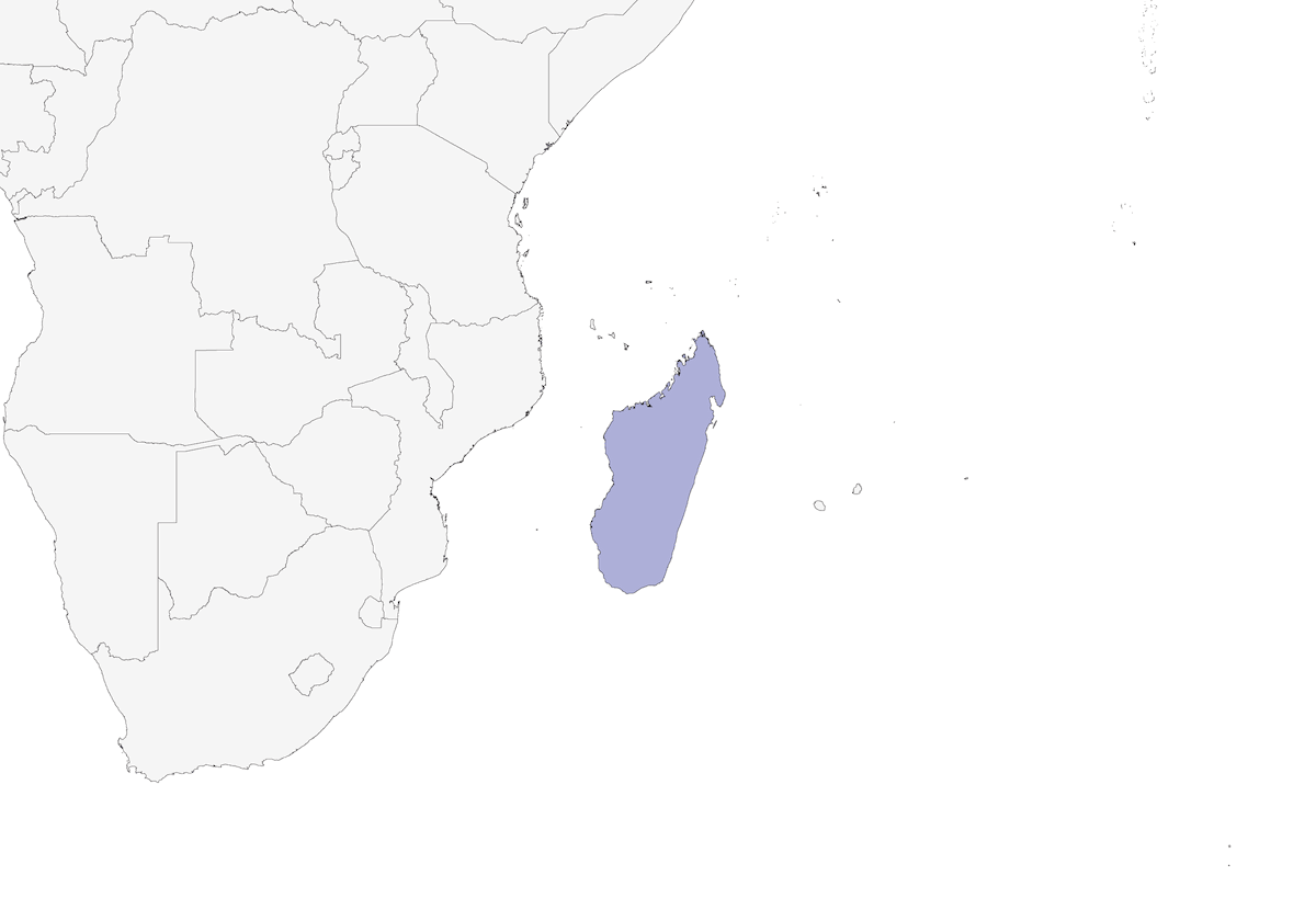 Ballerina del Madagascar, Distribuzione 1