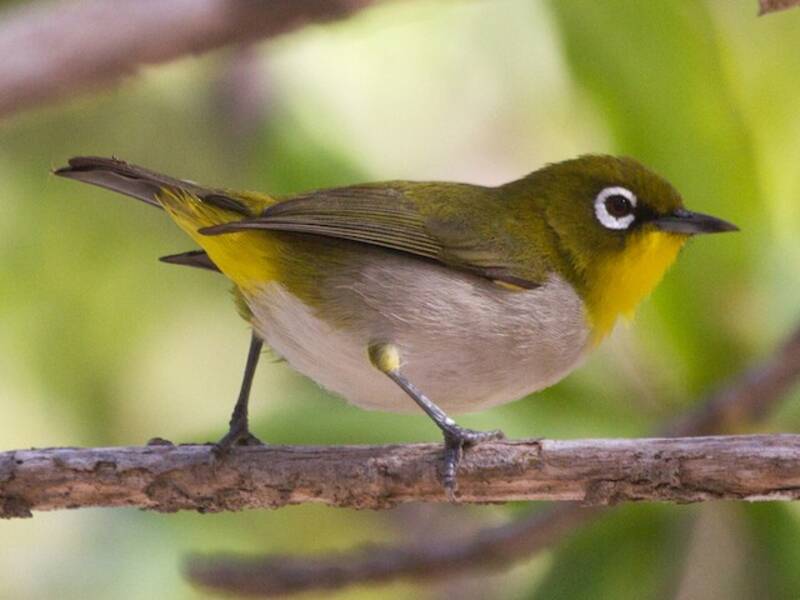 Malagasy White-eye