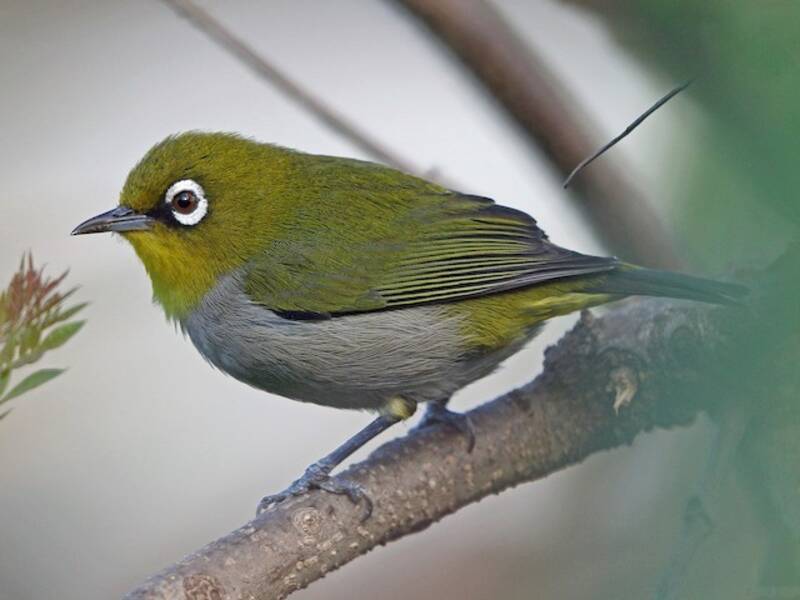 Malagasy White-eye, 照片 2