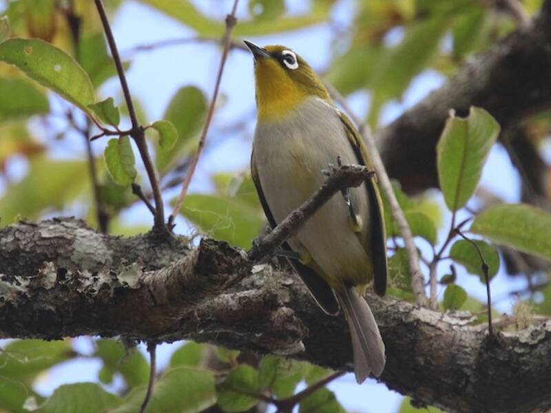 Malagasy White-eye, 照片 3