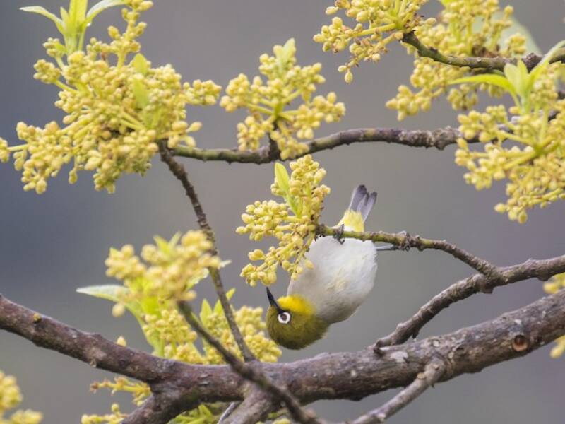 Malagasy White-eye, 照片 4