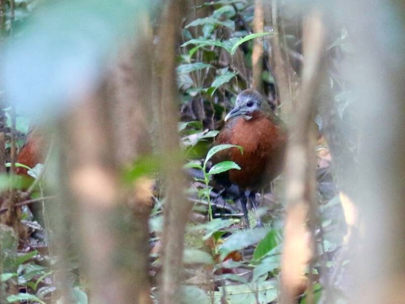 Madagascar Forest Rail