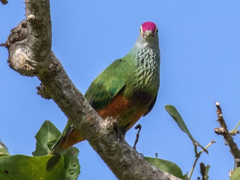 Mariana Fruit-Dove, 照片 2