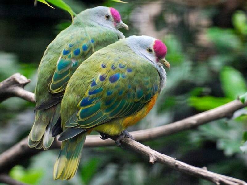 Mariana Fruit-Dove - Ptilinopus roseicapilla