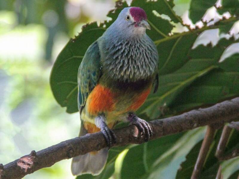 Mariana Fruit-Dove, 照片 3