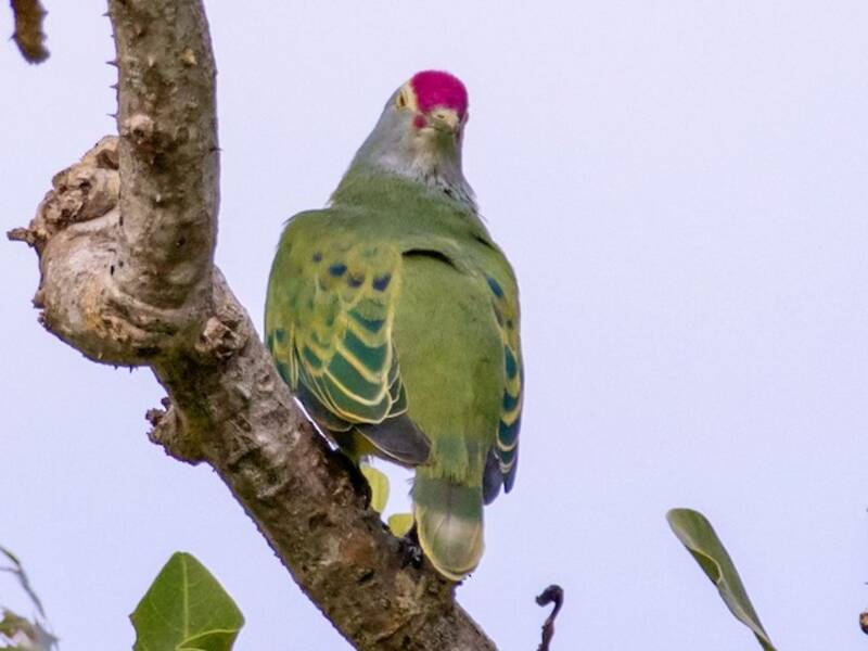 Mariana Fruit-Dove, 照片 4
