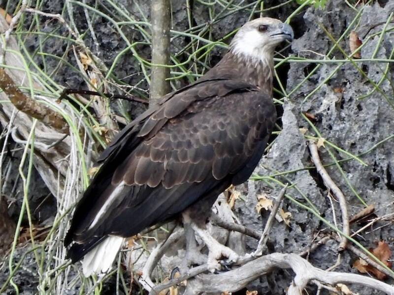 Aquila pescatrice del Madagascar, Foto 4