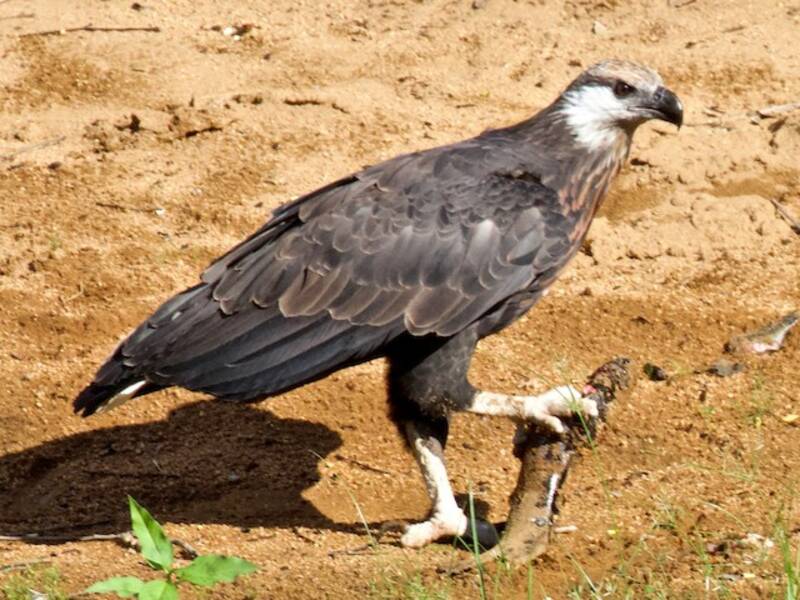 Aquila pescatrice del Madagascar, Foto 2