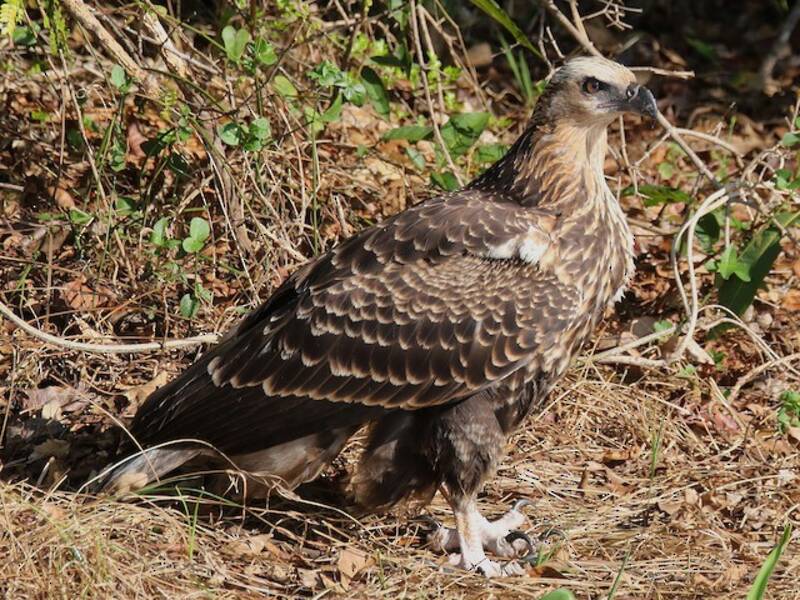 Aquila pescatrice del Madagascar, Foto 3