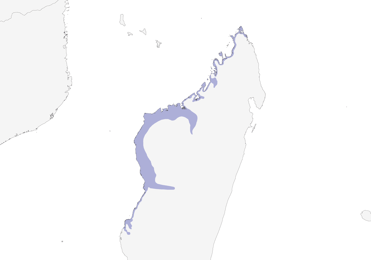 Aquila pescatrice del Madagascar, Distribuzione 1