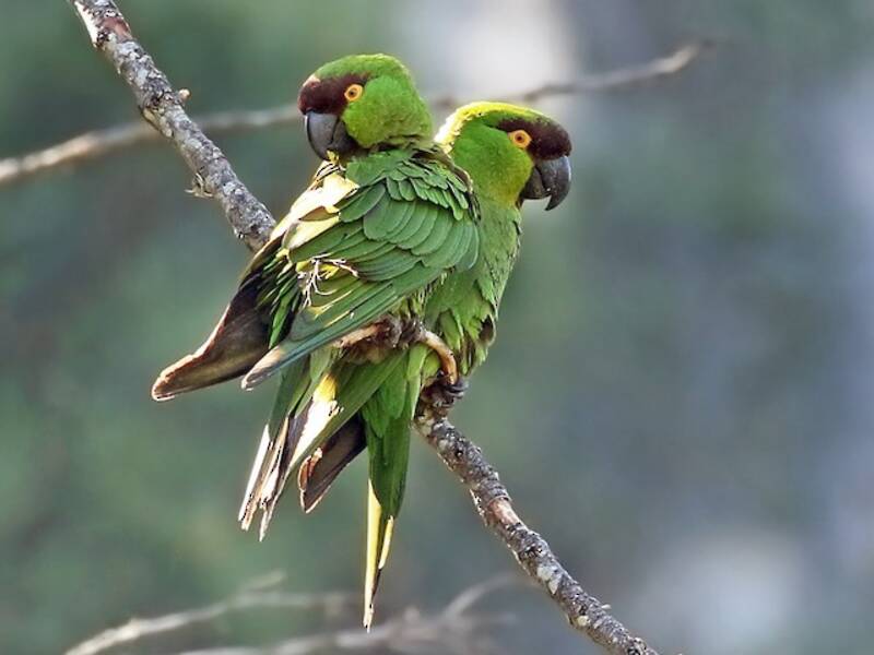 Maroon-fronted Parrot, Photos 3