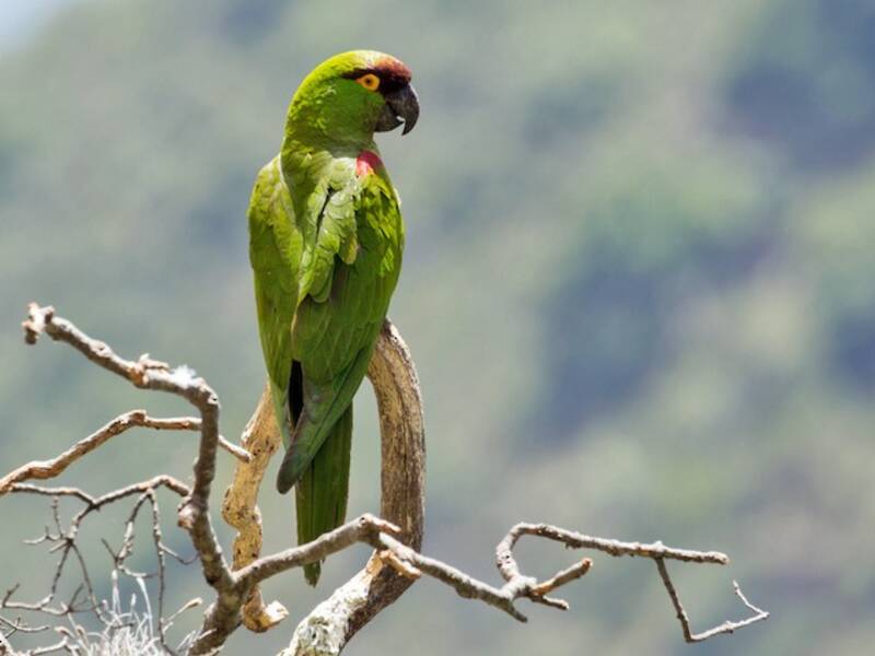 Maroon-fronted Parrot, Photos 2