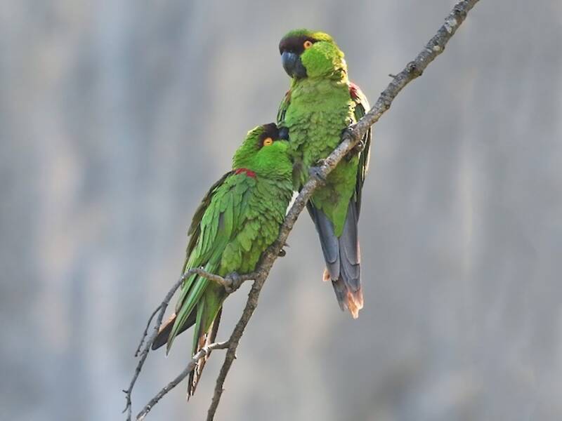 Maroon-fronted Parrot