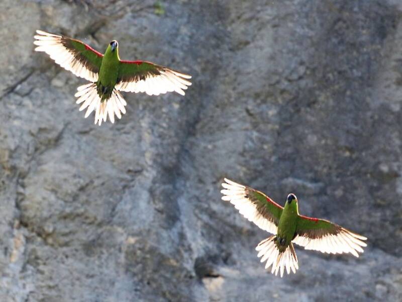 Maroon-fronted Parrot, Photos 4
