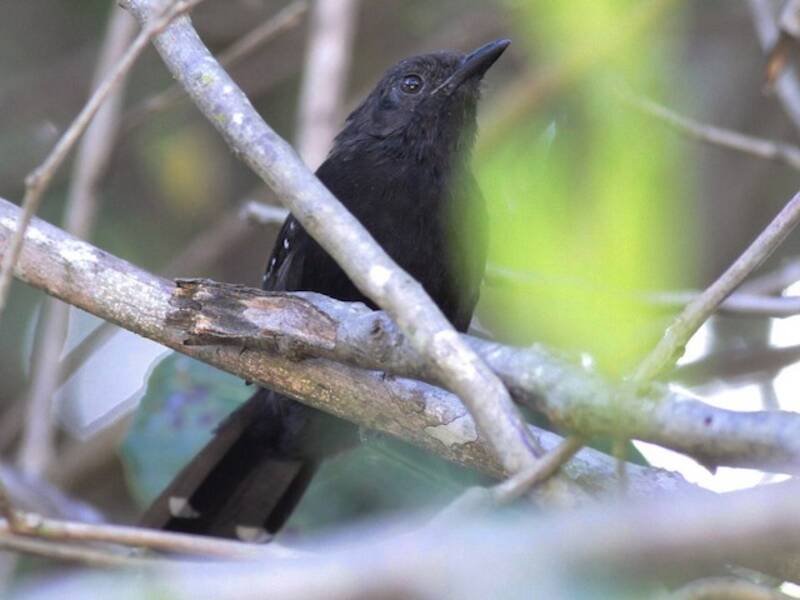 Formicario del Mato Grosso, Foto 4