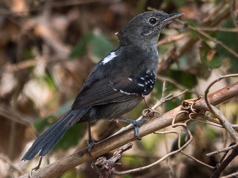 Formicario del Mato Grosso, Foto 3